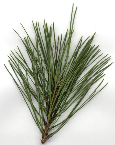 File:Pine needles.jpg
