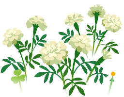 File:White marigold flowers icon.png