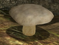 File:White mushroom.png