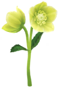 Yellow helleborus Big Flower icon.png