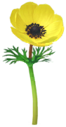 File:Yellow windflower Big Flower icon.png