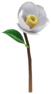 File:White camellia Big Flower icon.png