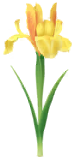 File:Yellow iris Big Flower icon.png