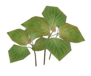 File:Unknown Plant.png