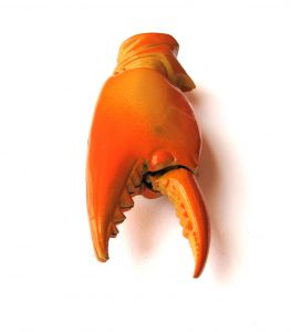 File:Crab Claw (real world).jpg