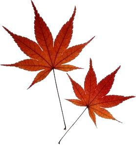 File:Real Japanese Maple Leaves.png