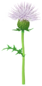 File:White thistle Big Flower icon.png