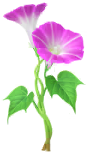 Red morning glory Big Flower icon.png