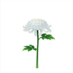 File:White mum Big Flower icon.png