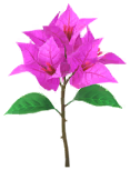 File:Red bougainvillea Big Flower icon.png