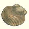 Artwork of the Scrumptious Shell.