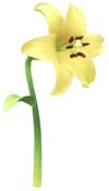 File:Yellow lily Big Flower icon.png