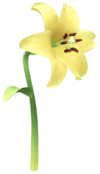 File:Yellow lily Big Flower icon.png