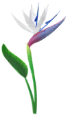 File:White strelitzia Big Flower icon.png
