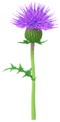 File:Blue thistle Big Flower icon.png