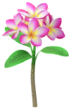 File:Red frangipani Big Flower icon.png