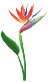 File:Red strelitzia Big Flower icon.png