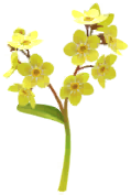 File:Yellow forget-me-not Big Flower icon.png