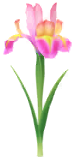 File:Red iris Big Flower icon.png