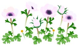 File:White windflower flowers icon.png