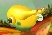 File:HP Young Yellow Wollywog Dead.png