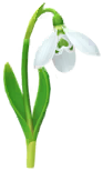 File:White snowdrop Big Flower icon.png