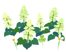File:White salvia flowers icon.png