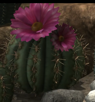 File:Cactus pink flower.png