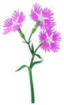 File:Red dianthus Big Flower icon.png