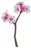 White cherry blossom Big Flower icon.png