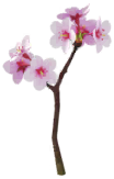 File:White cherry blossom Big Flower icon.png