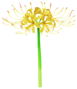 File:Yellow spider lily Big Flower icon.png