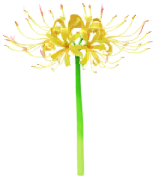 File:Yellow spider lily Big Flower icon.png