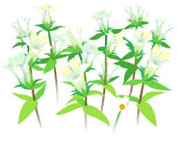 File:White gentian flowers icon.png