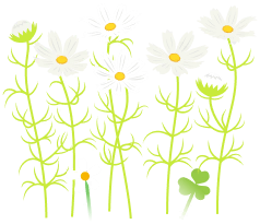 File:White cosmos flowers icon.png