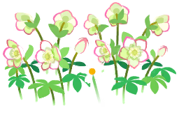 File:White helleborus flowers icon.png