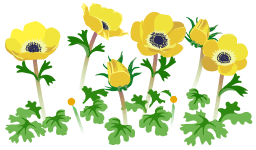 File:Yellow windflower flowers icon.png