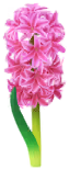 Red hyacinth Big Flower icon.png