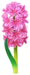 File:Red hyacinth Big Flower icon.png