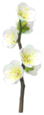 White plum blossom Big Flower icon.