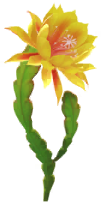 File:Yellow orchid cactus Big Flower icon.png