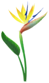 File:Yellow strelitzia Big Flower icon.png