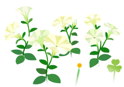 File:White petunia flowers icon.png