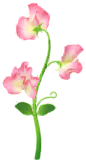 File:Red sweet pea Big Flower icon.png