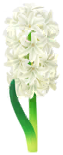 File:White hyacinth Big Flower icon.png