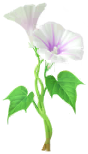 File:White morning glory Big Flower icon.png