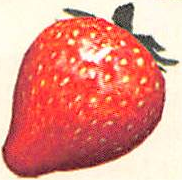 File:P2 Artwork Sunseed Berry.png