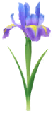 File:Blue iris Big Flower icon.png