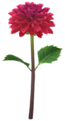 Red dahlia Big Flower icon.png