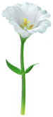 File:White prairie gentian Big Flower icon.png